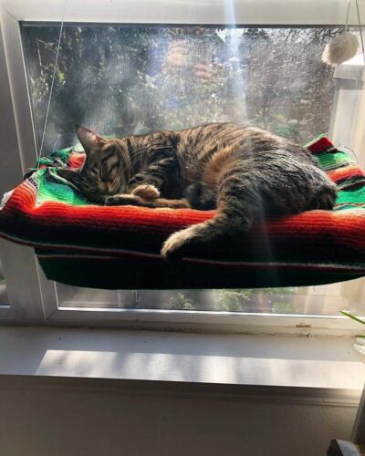 Cat Hammock - Window Hanging Cat Bed